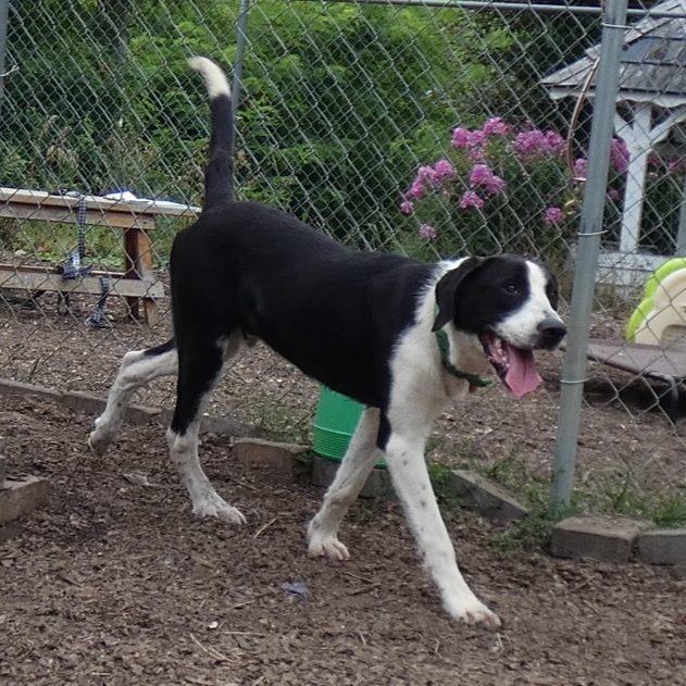 Bentley, an adoptable Labrador Retriever & Great Dane Mix in Bloomingdale, NJ_image-4