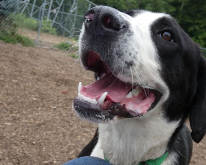 Bentley, an adoptable Labrador Retriever & Great Dane Mix in Bloomingdale, NJ_image-5