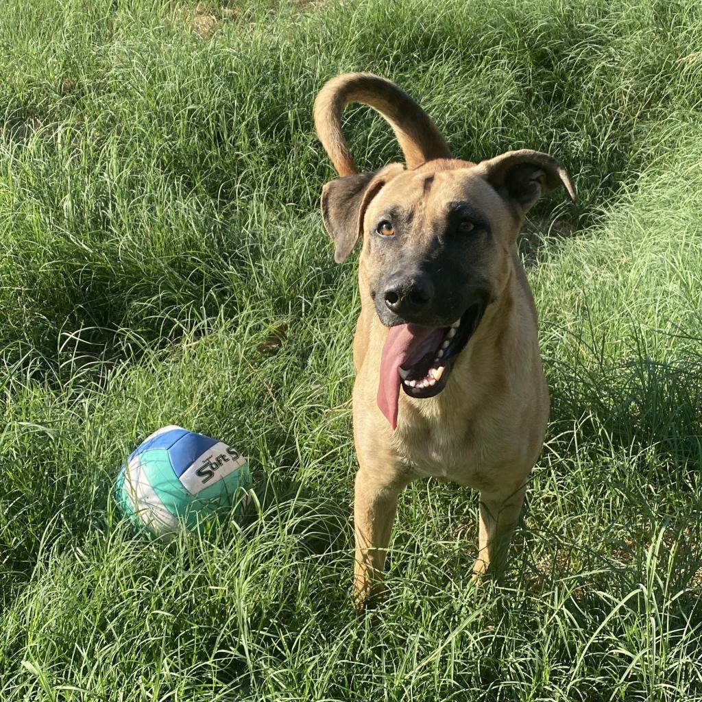 Red CD, an adoptable Belgian Shepherd / Malinois, Mixed Breed in Austin, TX, 78701 | Photo Image 3
