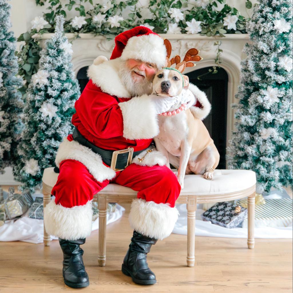 Roxie, an adoptable Pit Bull Terrier in Houston, TX, 77070 | Photo Image 1