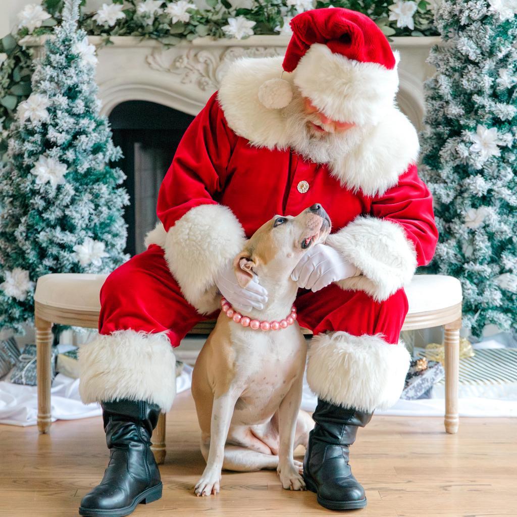 Roxie, an adoptable Pit Bull Terrier in Houston, TX, 77070 | Photo Image 2