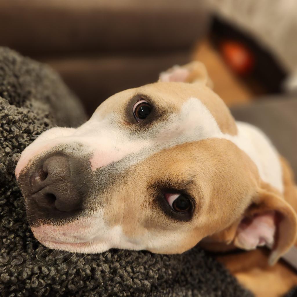 Roxie, an adoptable Pit Bull Terrier in Houston, TX, 77070 | Photo Image 3