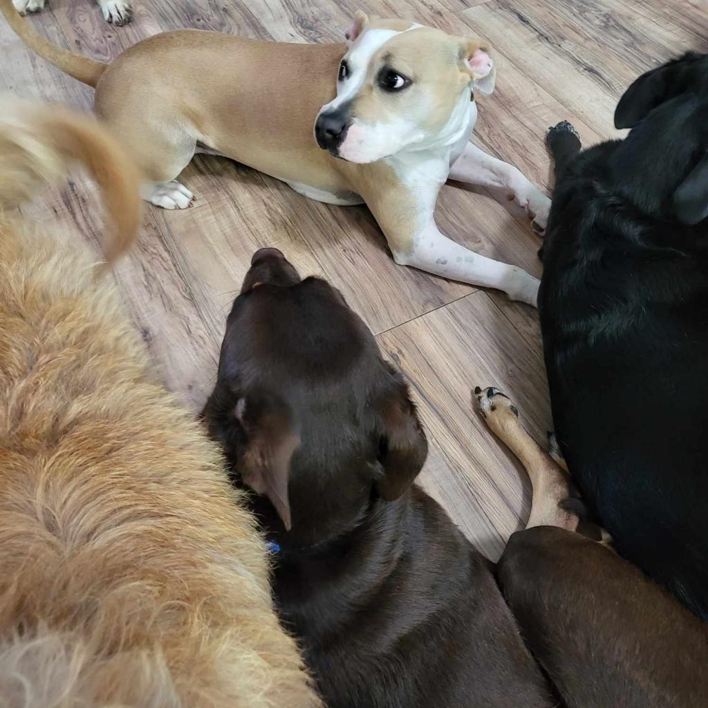 Roxie, an adoptable Pit Bull Terrier in Houston, TX, 77070 | Photo Image 4