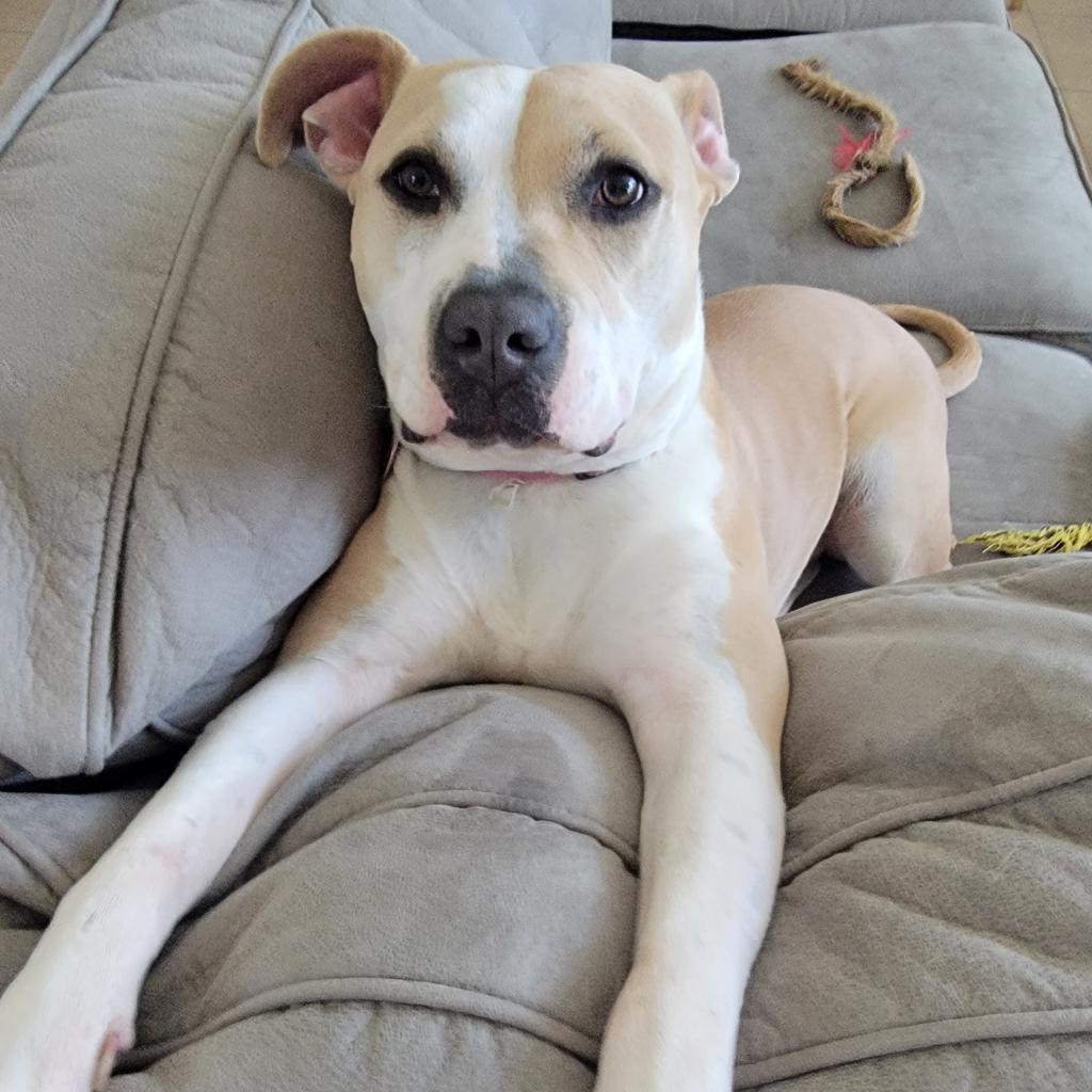 Roxie, an adoptable Pit Bull Terrier in Houston, TX, 77070 | Photo Image 5