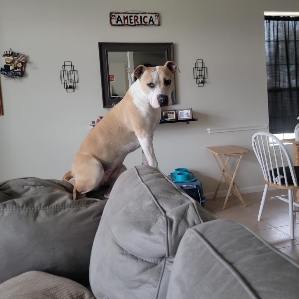 Roxie, an adoptable Pit Bull Terrier in Houston, TX, 77070 | Photo Image 6