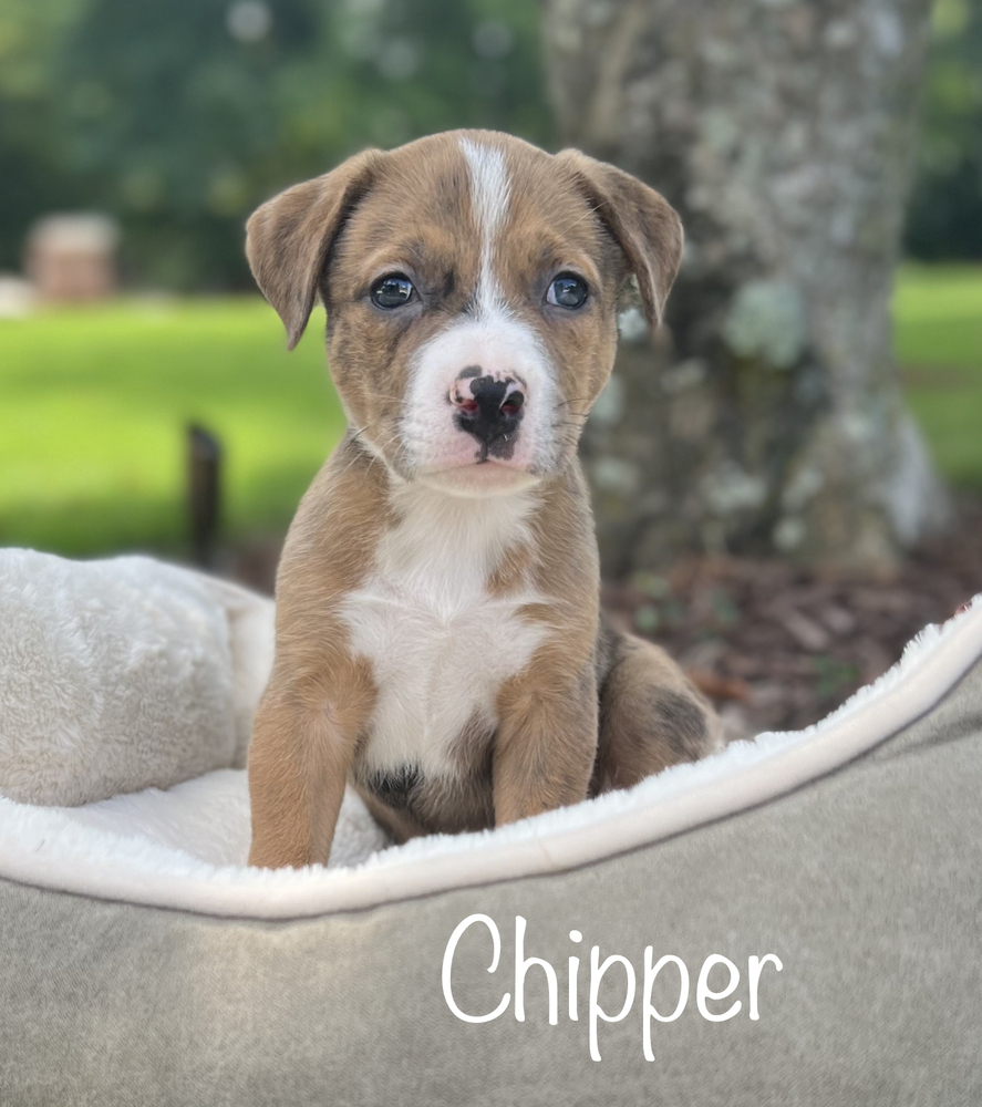 Chipper