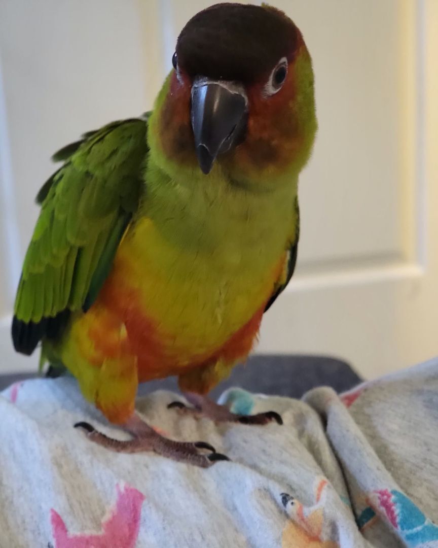 Parrot for adoption - Sunday Charlie, a Conure Mix in Marietta, GA |  Petfinder