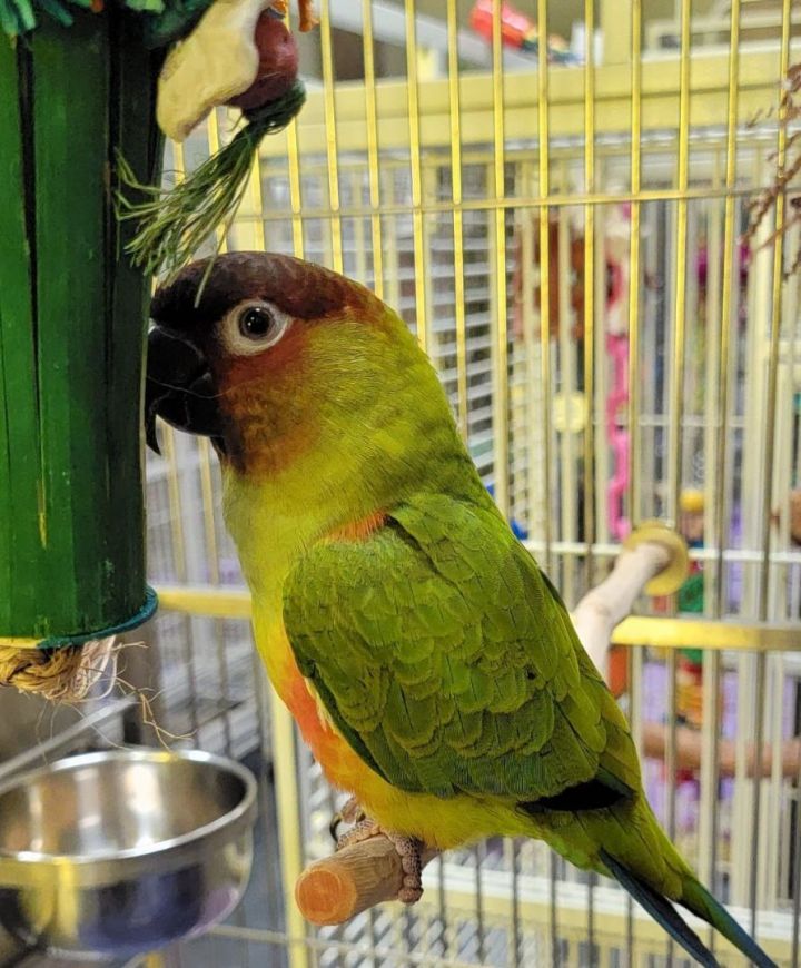 Parrot for adoption - Sunday Charlie, a Conure Mix in Marietta, GA |  Petfinder