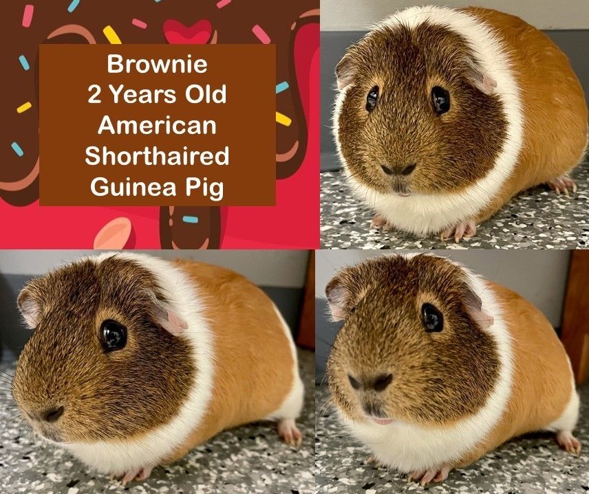 Brownie detail page