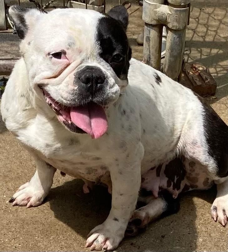 Dog for adoption Deanne, a French Bulldog in Otsego, MI Petfinder