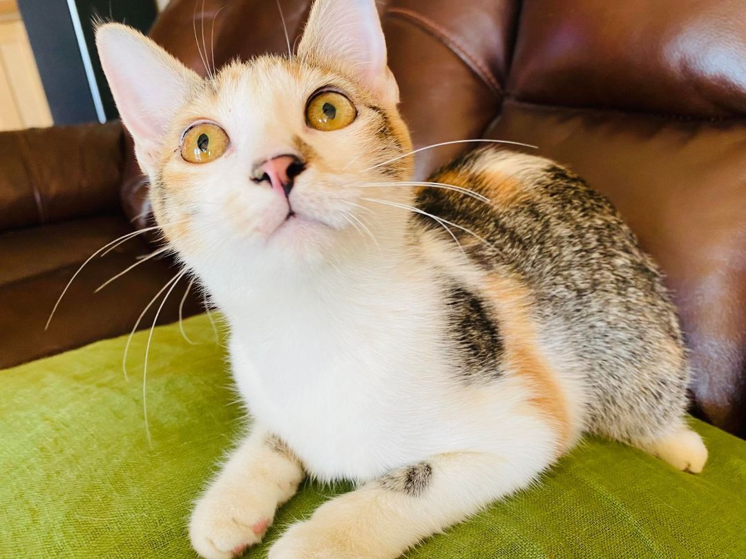 Rory, an adoptable Calico in Branson, MO, 65616 | Photo Image 2