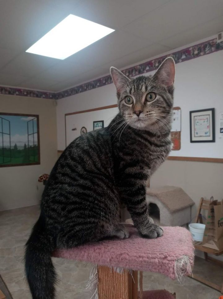 Edward, an adoptable Domestic Short Hair Mix in Neillsville, WI_image-1