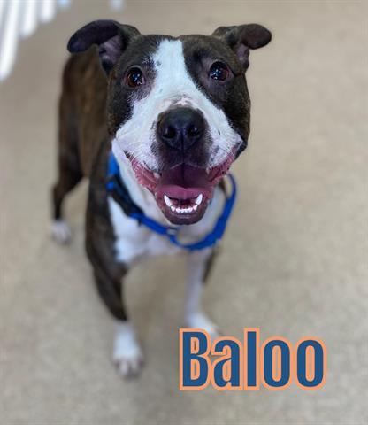 BALOO