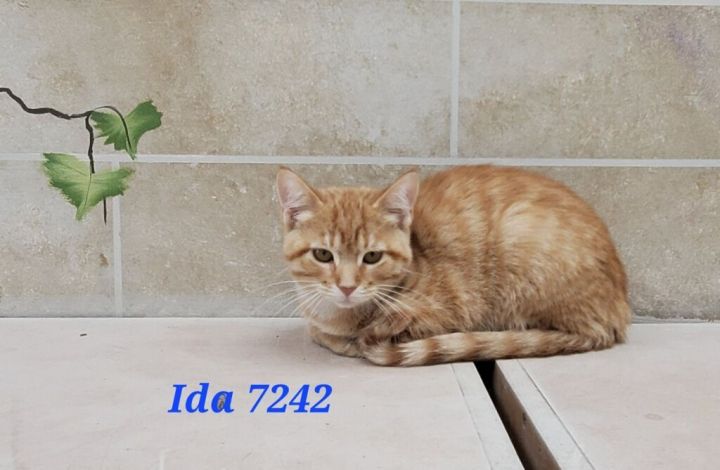 Ida, an adoptable Domestic Short Hair in Neillsville, WI_image-1