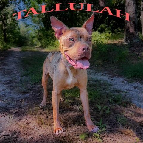 Tallulah 07-1131