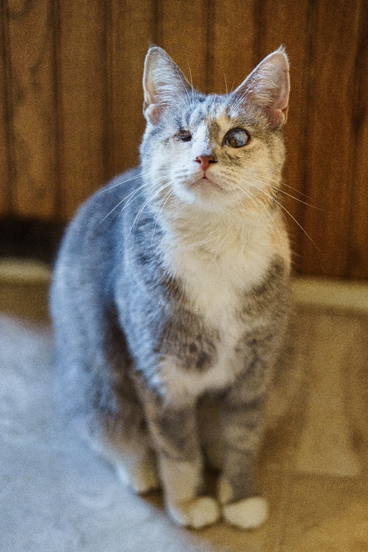 Katrina, an adoptable Domestic Short Hair & Dilute Calico Mix in Marble Falls, TX_image-5
