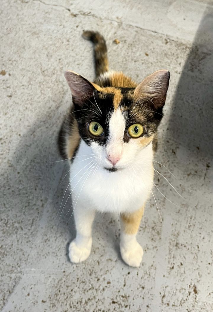 Betsy, an adoptable Domestic Short Hair & Calico Mix in Marble Falls, TX_image-1