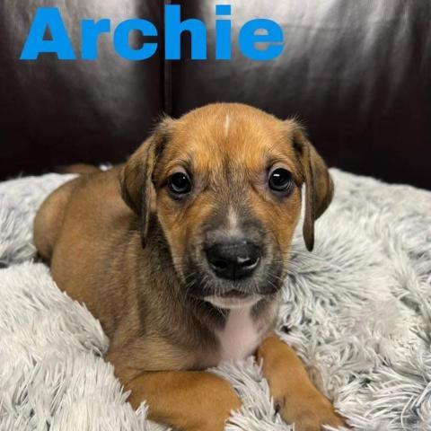 Archie