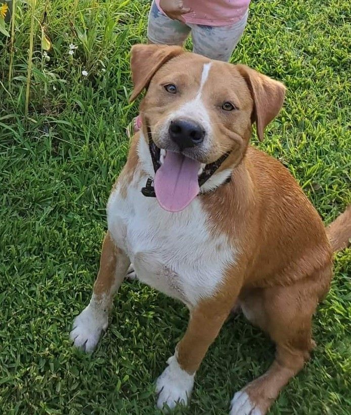 Clark the Lab Boxer Mix