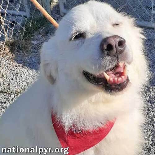 Merrimac in KY - Lovely & Affectionate Companion!