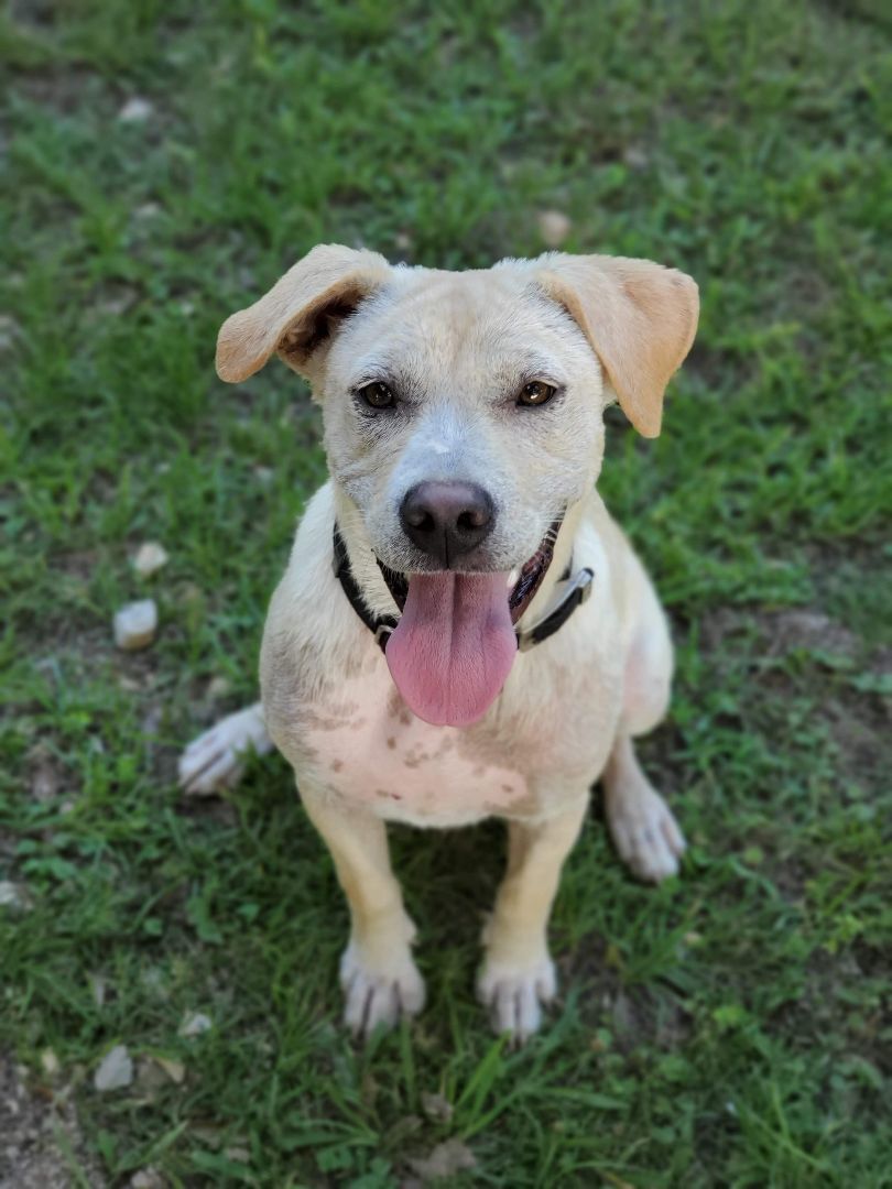 Darla the Lab Mix