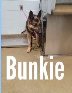 Bunkie