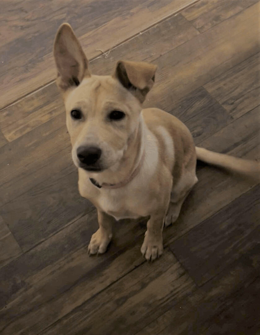 Birdy the Shepherd Lab Mix