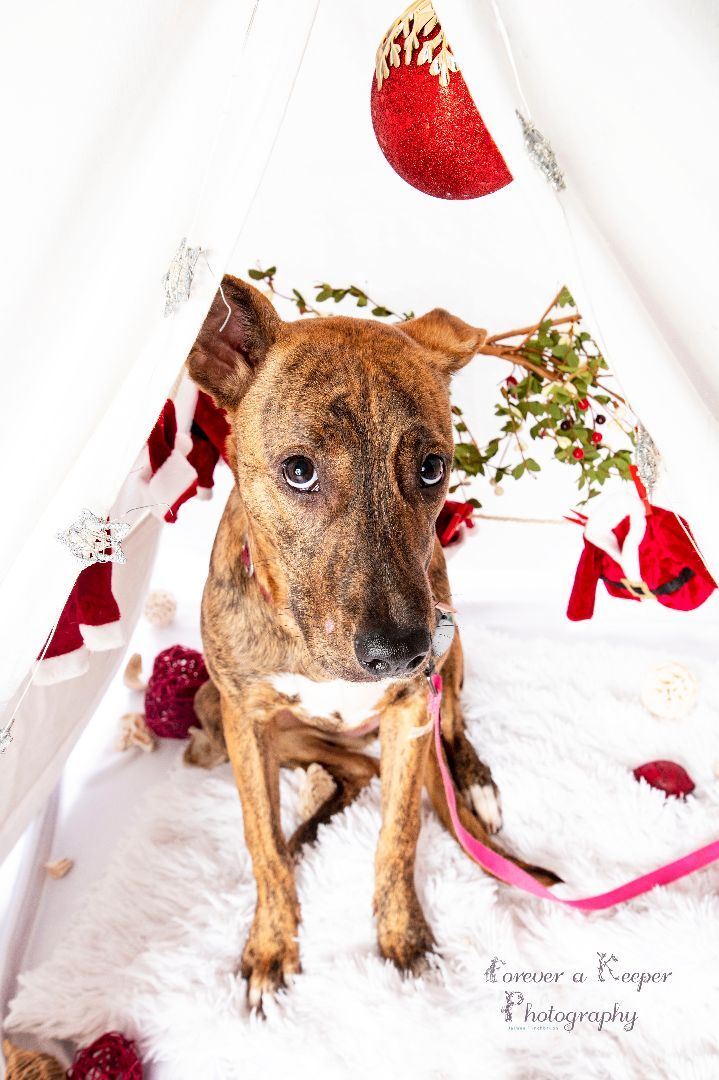 Rafiki, an adoptable American Staffordshire Terrier Mix in Newcastle, OK_image-3