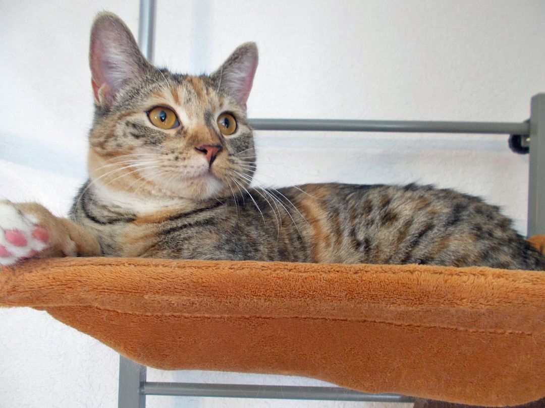 Maia, an adoptable Bengal, Tabby in Glendale, AZ, 85312 | Photo Image 3