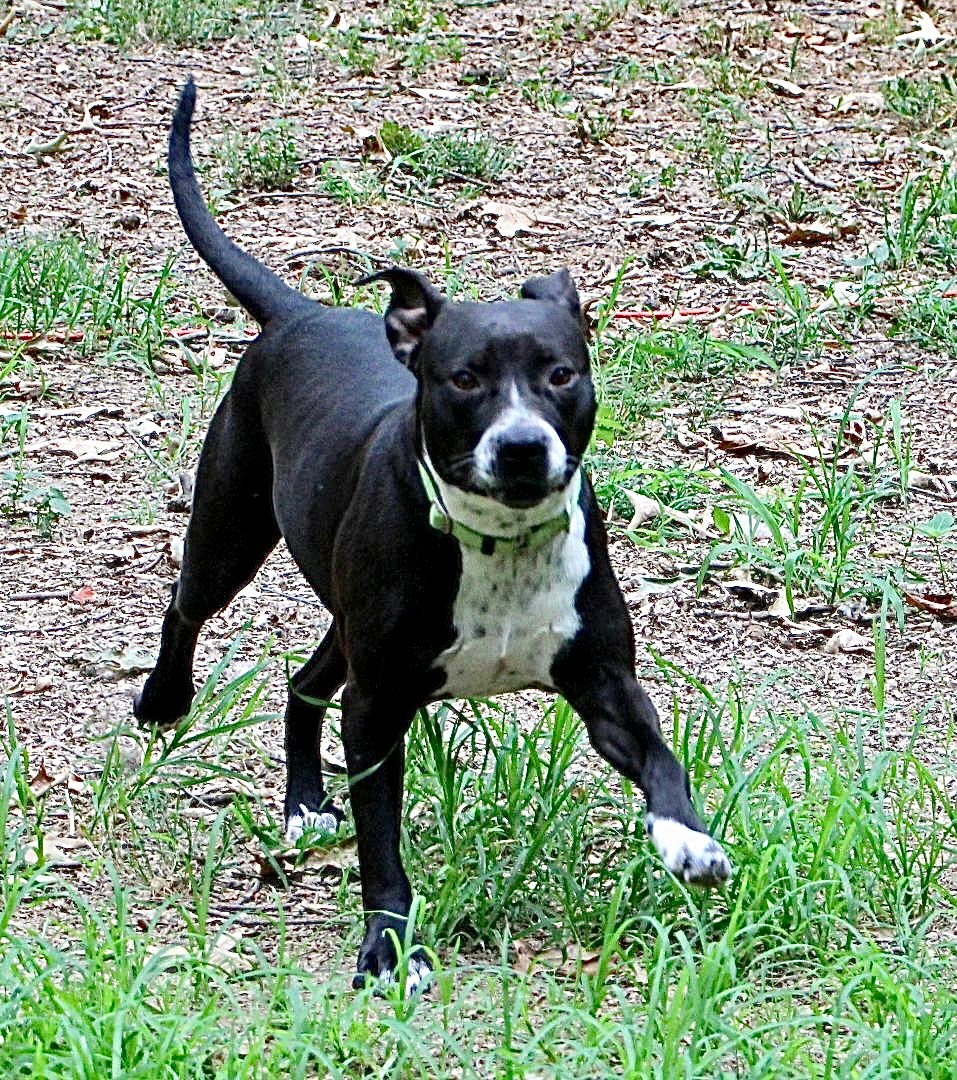 Lotus, an adoptable Pit Bull Terrier in Amston, CT, 06231 | Photo Image 4