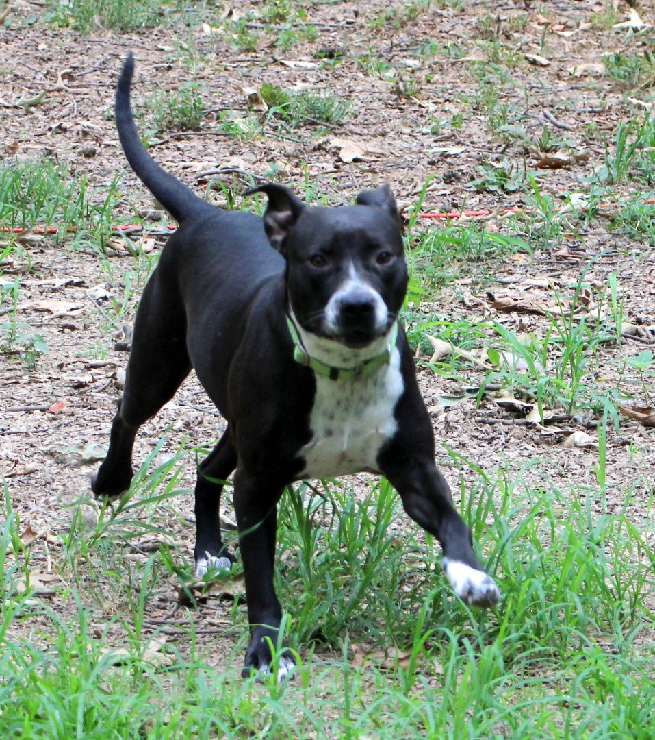 Lotus, an adoptable Pit Bull Terrier in Amston, CT, 06231 | Photo Image 6
