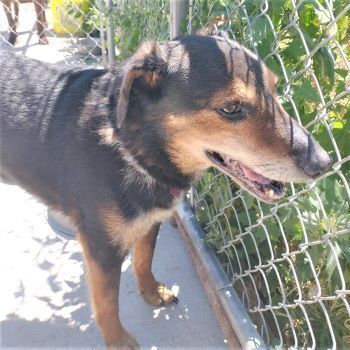Phoenix, an adoptable Australian Cattle Dog / Blue Heeler, Beagle in Millville, UT, 84326 | Photo Image 1