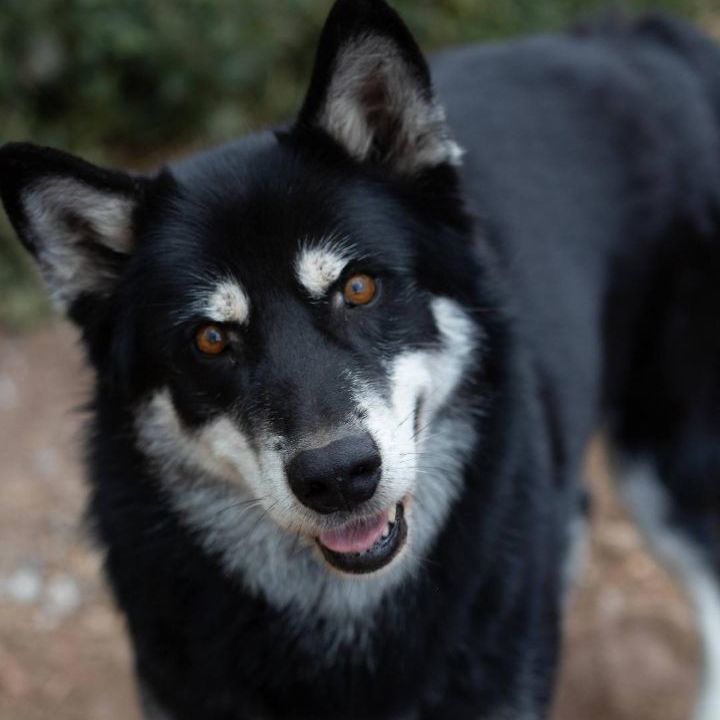 Kita, an adoptable German Shepherd Dog, Husky in Millville, UT, 84326 | Photo Image 1