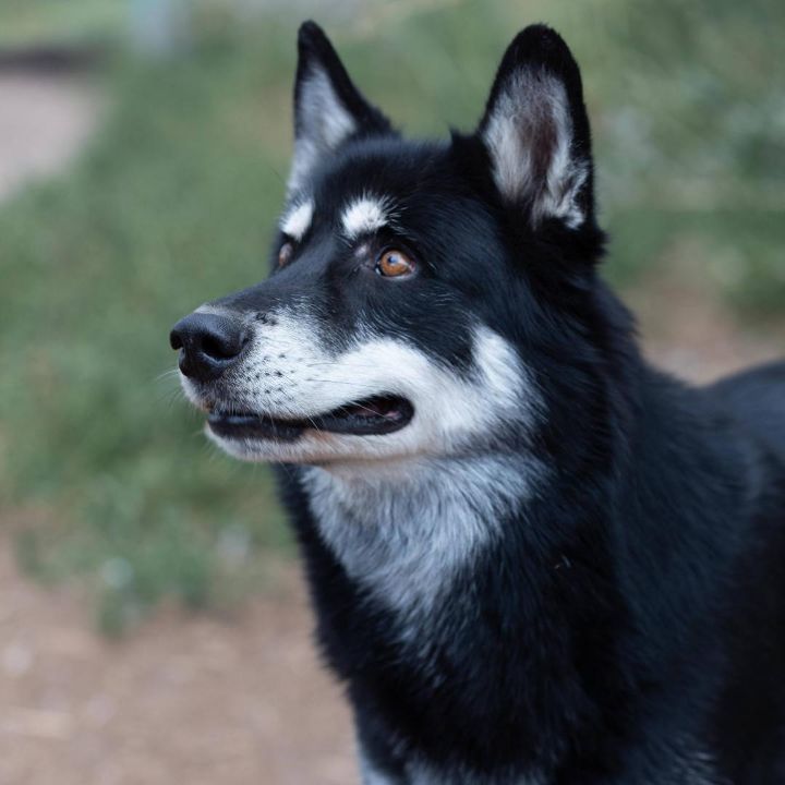 Kita, an adoptable German Shepherd Dog, Husky in Millville, UT, 84326 | Photo Image 2