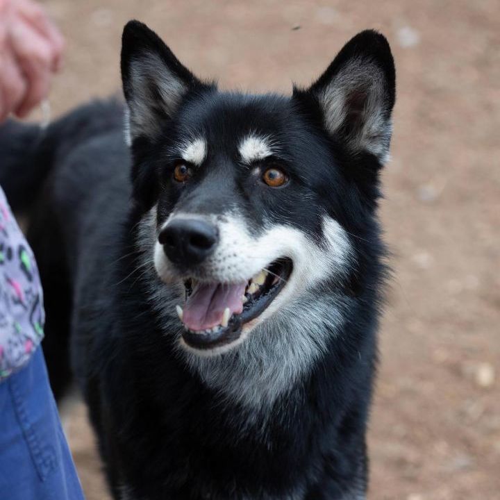 Kita, an adoptable German Shepherd Dog, Husky in Millville, UT, 84326 | Photo Image 3