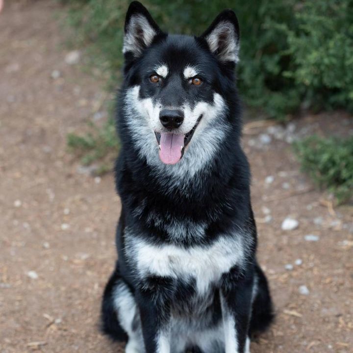 Kita, an adoptable German Shepherd Dog, Husky in Millville, UT, 84326 | Photo Image 4