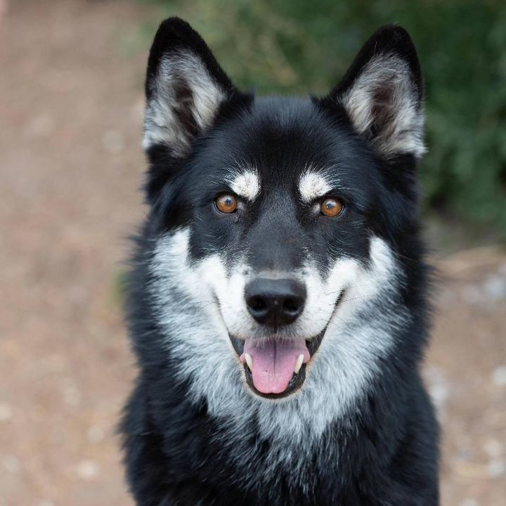 Kita, an adoptable German Shepherd Dog, Husky in Millville, UT, 84326 | Photo Image 5