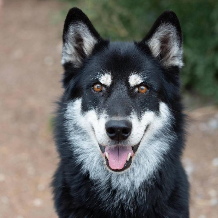 Dog for adoption - Kita, a German Shepherd Dog & Husky Mix in Millville ...