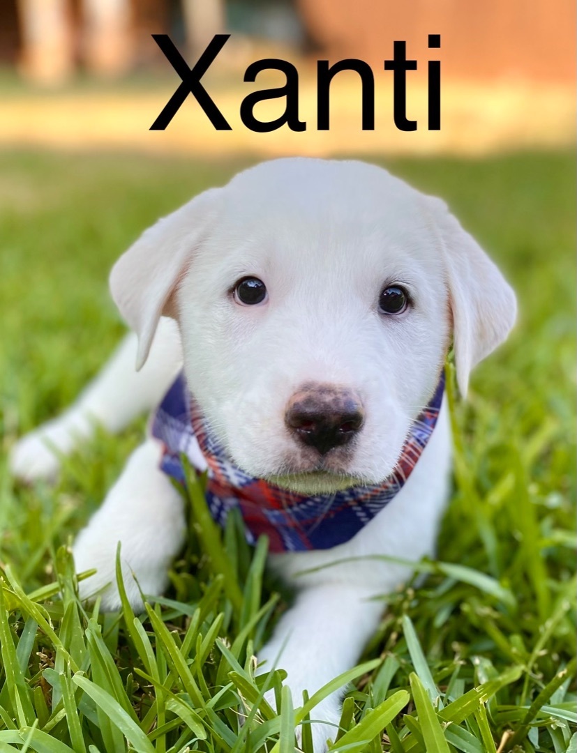 Xanti