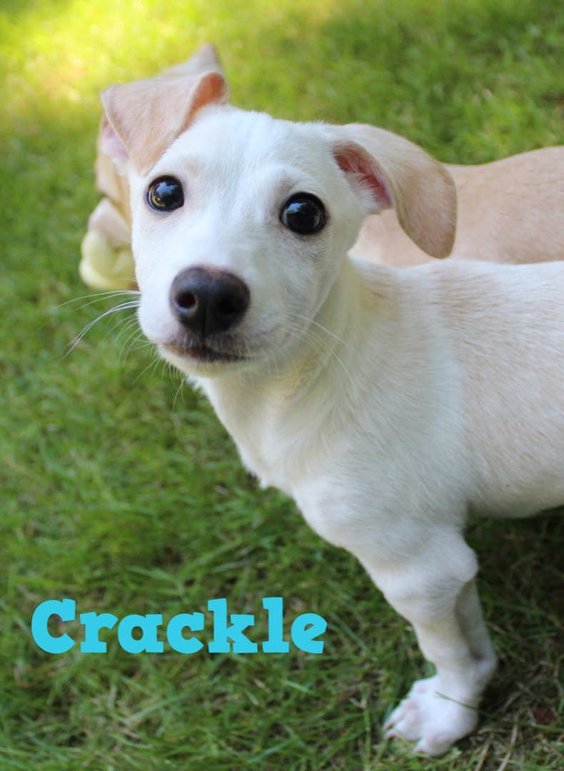 Crackle (Rice Crispy litter)