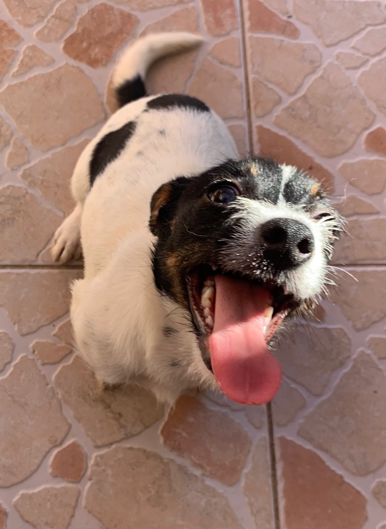 Happy , an adoptable Jack Russell Terrier, Toy Fox Terrier in Carlsbad, CA, 92009 | Photo Image 2