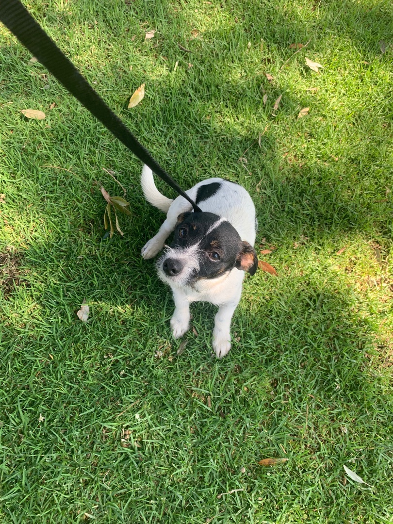 Happy , an adoptable Jack Russell Terrier, Toy Fox Terrier in Carlsbad, CA, 92009 | Photo Image 3