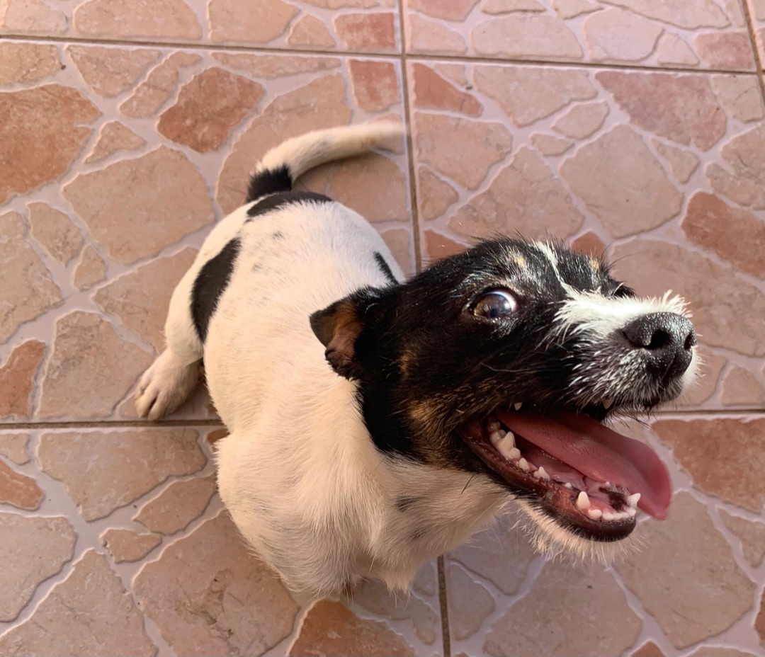 Happy , an adoptable Jack Russell Terrier, Toy Fox Terrier in Carlsbad, CA, 92009 | Photo Image 4