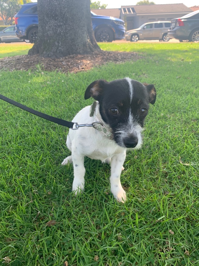 Happy , an adoptable Jack Russell Terrier, Toy Fox Terrier in Carlsbad, CA, 92009 | Photo Image 5