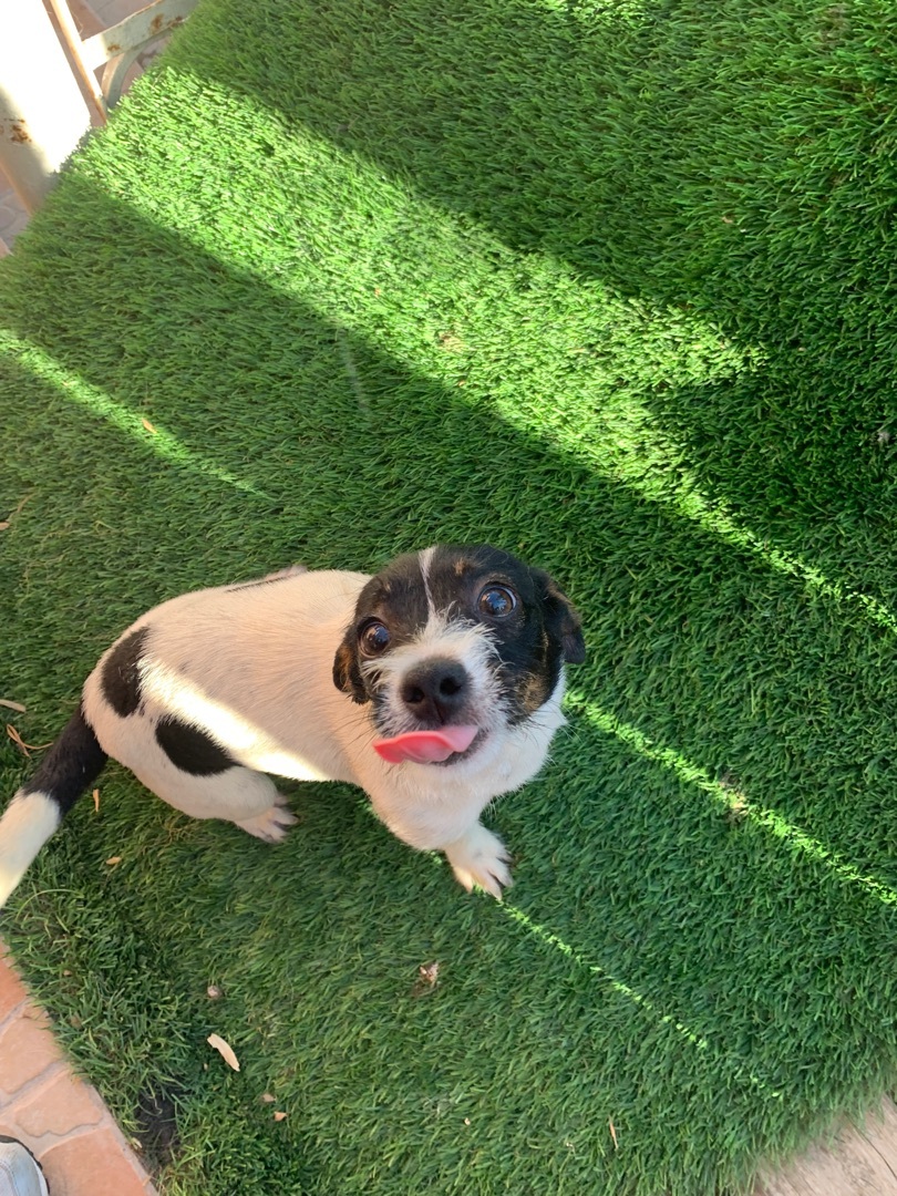 Happy , an adoptable Jack Russell Terrier, Toy Fox Terrier in Carlsbad, CA, 92009 | Photo Image 6