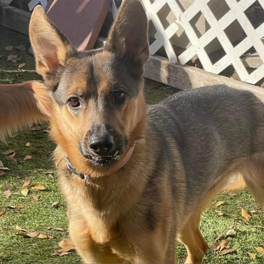 Calista VG*, an adoptable German Shepherd Dog in Austin, TX, 78701 | Photo Image 2