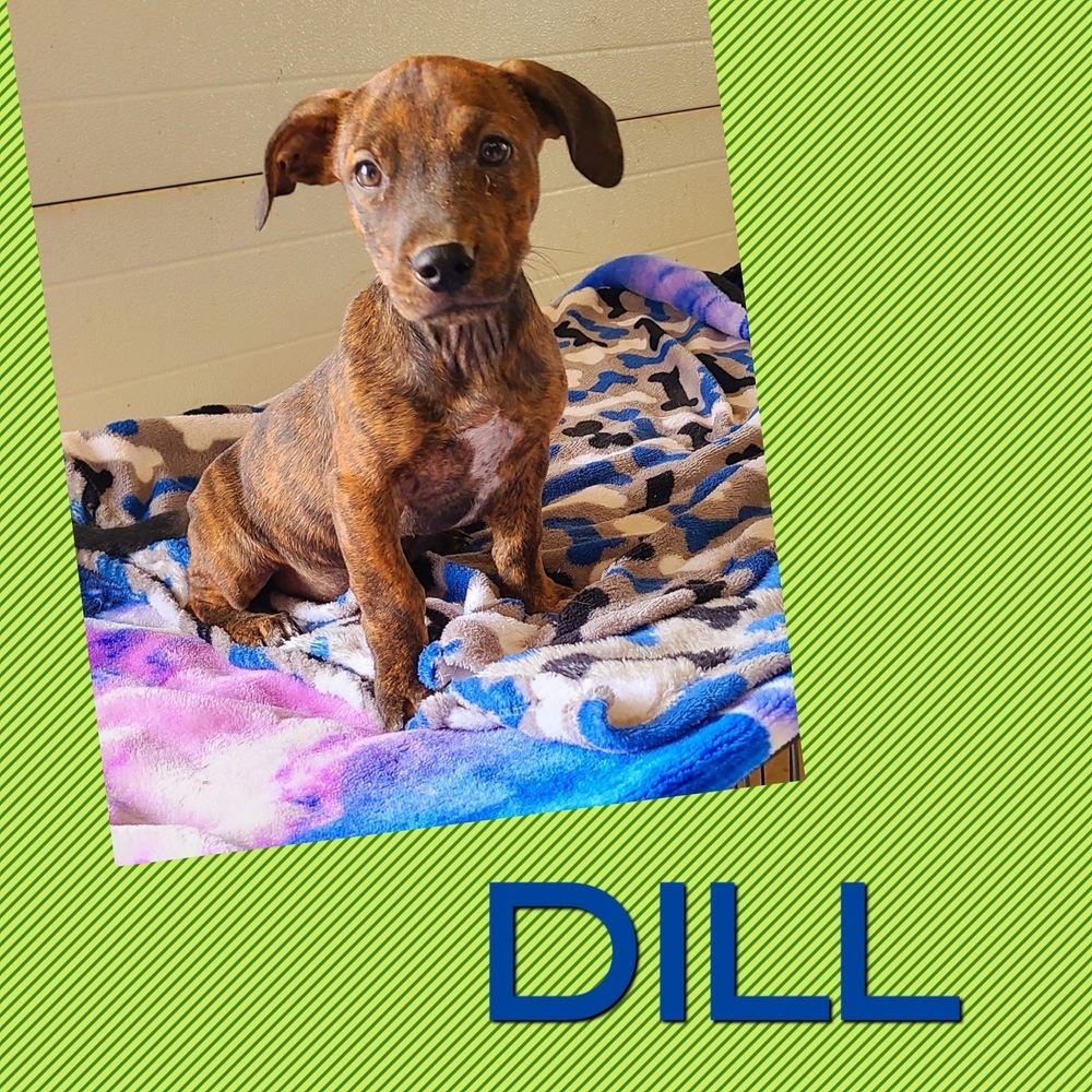 Dill