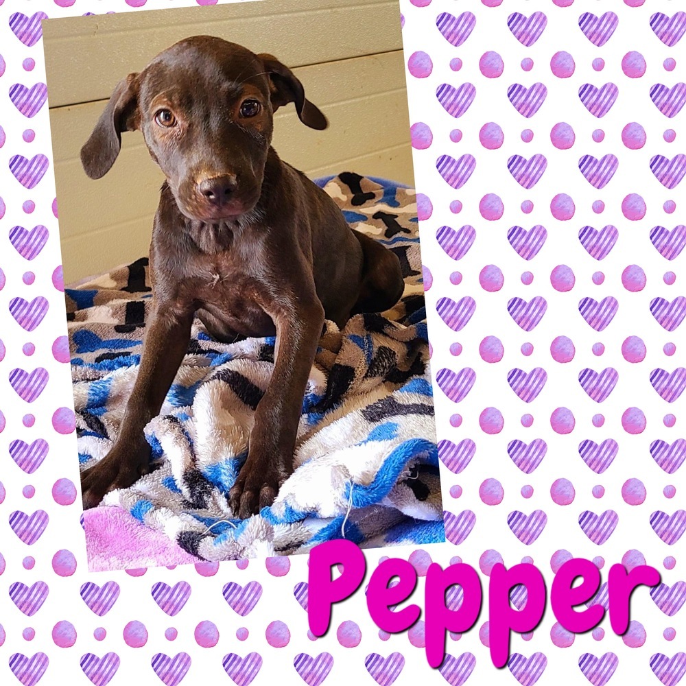 Pepper