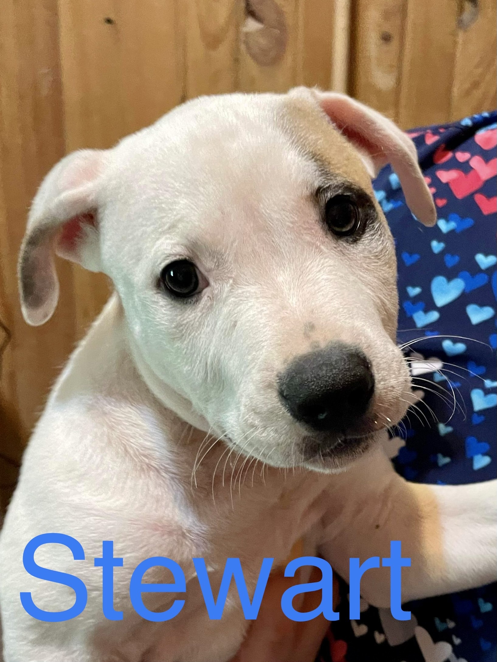 Stewart