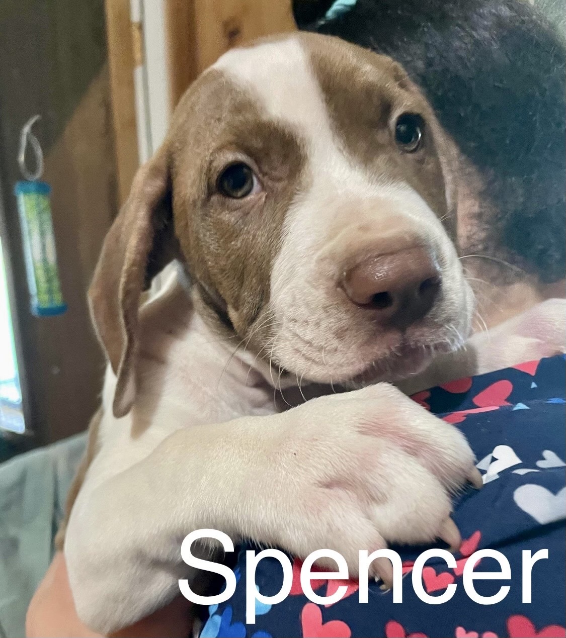 Spencer